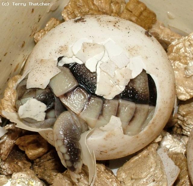 Marginated Tortoise (Testudo marginata)hatching from egg.