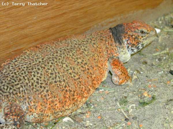 Morrocan Spiney Tailed Lizard, (<i>Uromastyx acanthinurus nigriventris</i>) Adult Female