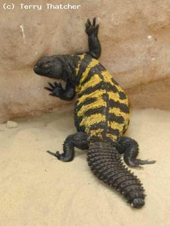 Giant S/W Saharan Uromastyx, (<i>Uromastyx dispar flavifasciata</i>). Adult Male