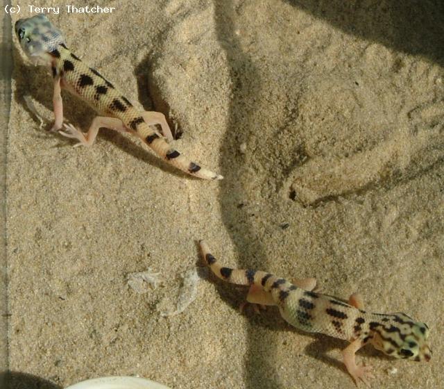 Frog Eyed Gecko (<i>Teratoscincus scincus keyserlingi</i>). Hatchlings. Beautiful little lizards which being ground dwelling lack the normal Gecko