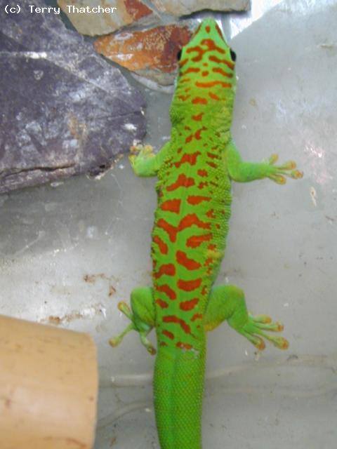 Giant Madagascan Day Gecko (tiger stripe phase). <i>Phelsuma madagascariensis grandis</i>. Truly beautiful Geckos - active by day as their name suggests.
