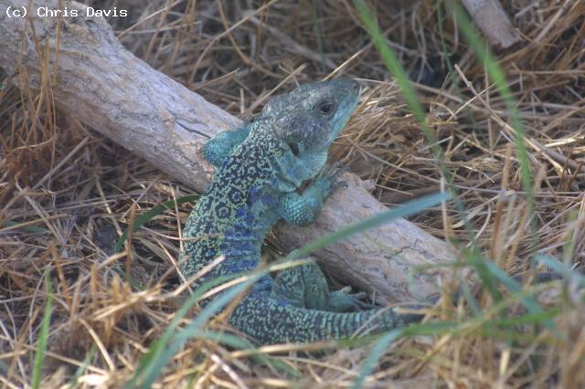 Another Male Eyed Lizard (<i>Timon lepidus</i>). His is the bloodline responsible for the exceptional markings on my lizards. In 2008 he was about 26 years old.