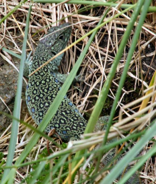 This is a female Eyed Lizard (<i>Timon lepidus</i>). She is included here to demonstrate the huge difference in the proportions of the head in the different sexes.