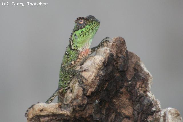 Acanthosaura capra juvenile.
Selected for my breeding group