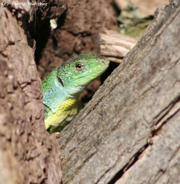 Lacerta trilineata major