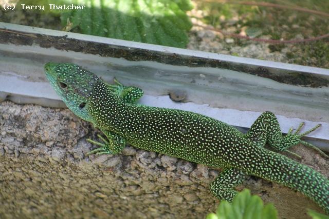 Male Green lizard Lacerta bilineata