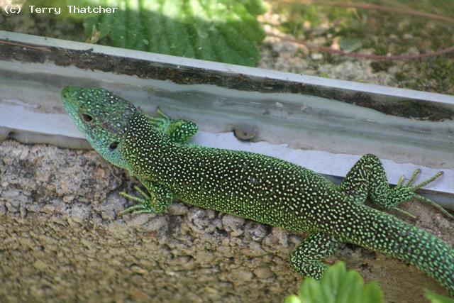 Male Green lizard Lacerta bilineata