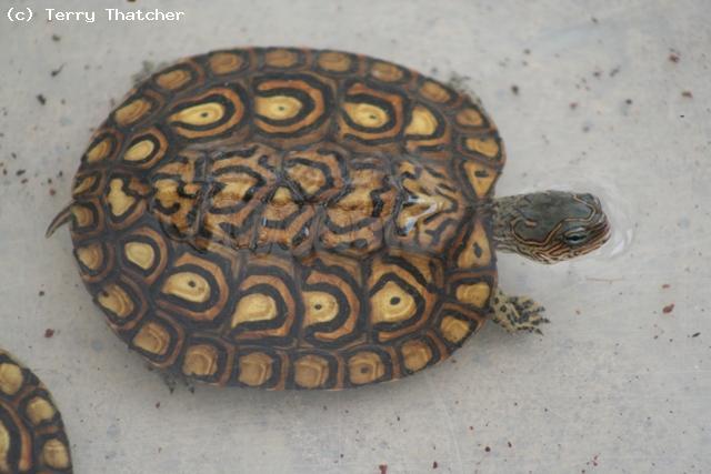 Central American Wood Turtle
Rhinoclemmys pulcherrima manni
One of the worlds most beautiful turtles