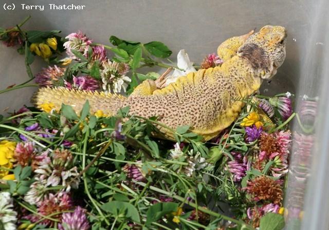 Young Uromastyx acanthinurus nigroventris
These Morrocan Uromastyx are very variable and can be yellow, greenish yellow, red, or a combination of all.