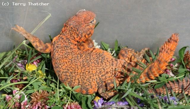 U.geyri come from the Central Sahara region of Algeria,Mali and Niger where they hide in rocky crevices.  These lizards do not live on the large sand dunes we often imagine the Sahara to be like but in rocky, often mountainous regions. 