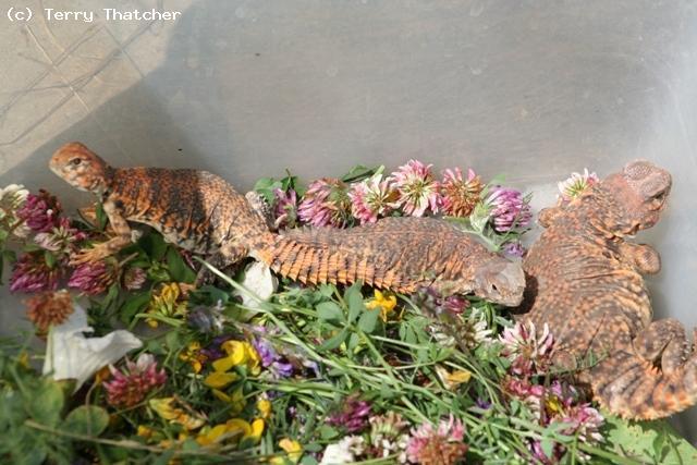 U. geyri youngsters held back for future breeding projects.  Note the summer flowers and herbage which form a beneficial part of the diet at this time of year.