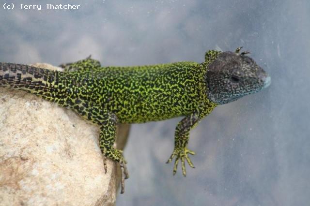 Male Lacerta schrieberi