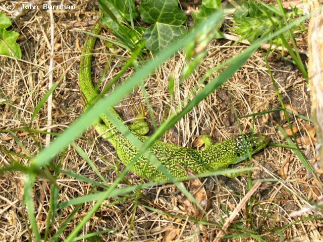 Western Green Lizard (<i>Lacerta bilineata</i>). Female