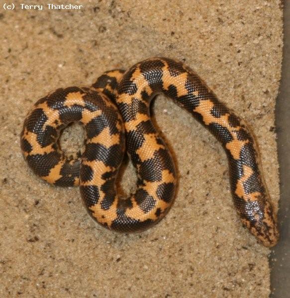 Eryx colubrinus loveridgei, 
Kenyan Sand Boa