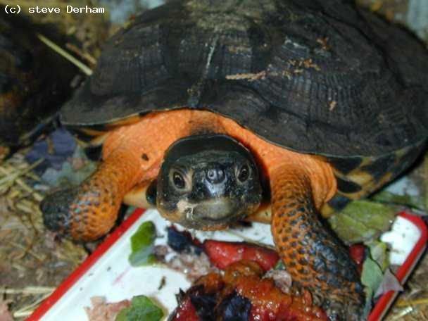 The North American Wood Turtle, 
Old RedLegs, Glyptemys insculpta