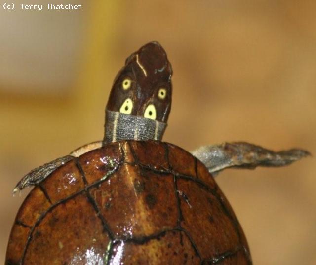 Female Sacalia quadriocellata
Asian Four Eyed Turtle
 