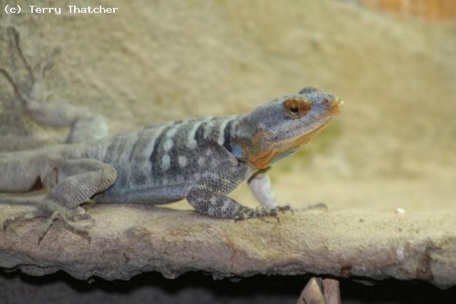 Male Blue Rock Lizard, Petrosaurus thalassinus.