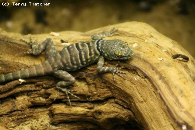 Young Blue rock lizard