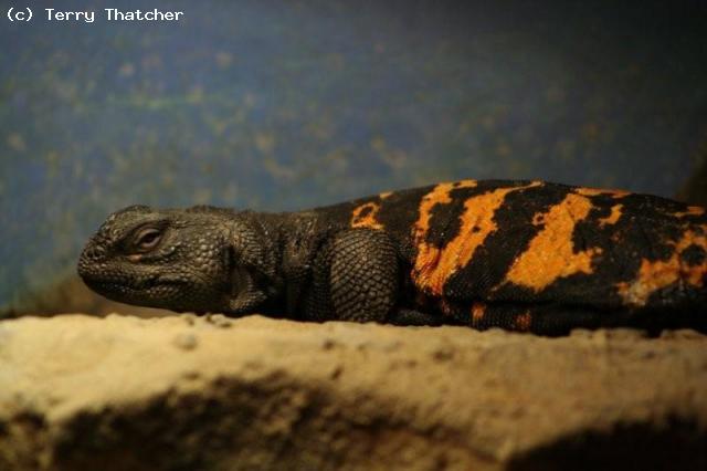 A high coloured female U.d.flavifasciata.
3rd generation from my future breeding line.