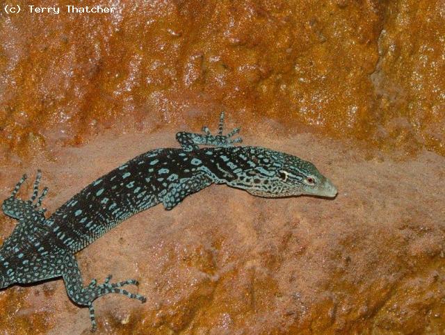 Blue Tree monitor. Varanus macraei