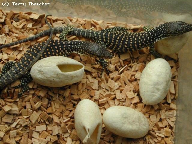 Varanus auffenbergi
closely related to Varanus timorensis but with blue ocellations.