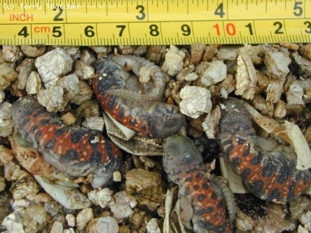 Captive bred Uromastyx ocellata ocellata
these youngsters look very similar to the U.ocellata ornata of which they are very closely related.