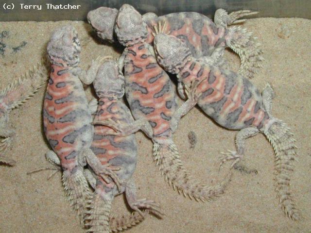 Uromastyx (ocellata*) ornata.  Now tends to be listed as a complete species.  
U.ornata.