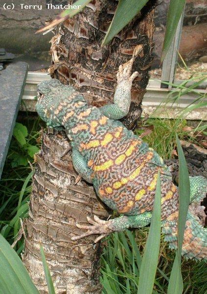 Male U.ornata.  One of my breeding males selected for its red/tan colouring 