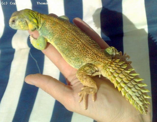 Uromastyx princeps.  Rare in herpetoculture.  Almost unknown in the UK.
One of 2 species with disk shaped tails.
Somalia, North East Horn of Africa. 