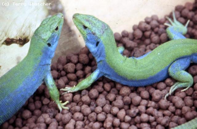 Lacerta media ciliciensis.(probably) Originaly imported as L. trilineata galatiensis. S.Anatolia in Icel, Adana, & Kayseri provinces. Juveniles have 3 bright green longitudinal stripes. 