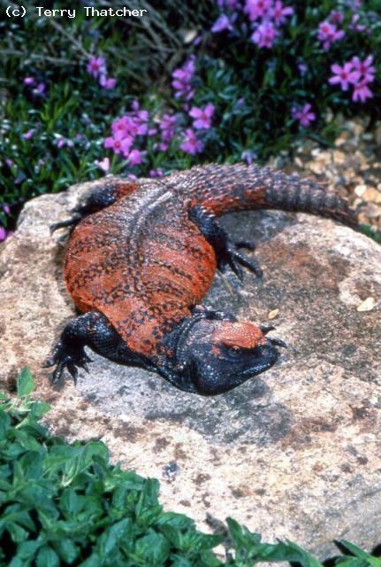 This male Morrocan Uromastyx nigriventris acanthinurus was the founder male to my breeding group.  It gave me the first captive bred Uromastyx young in the UK back in August 1991.  