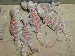 Uromastyx (ocellata*) ornata.  Now tends to be listed as a complete species.  
U.ornata.